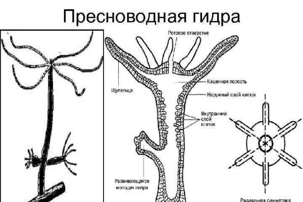 Кракен шоп krakenwebs org