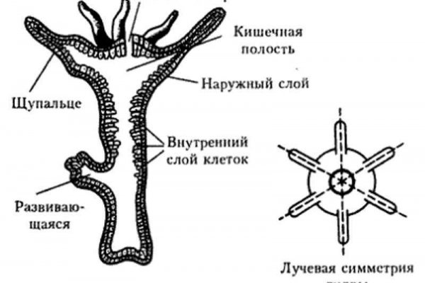 Как зайти на кракен kraken014 com